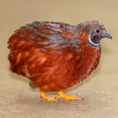 Tennessee Red Quail