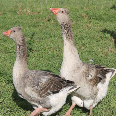 Tufted Toulouse Goslings